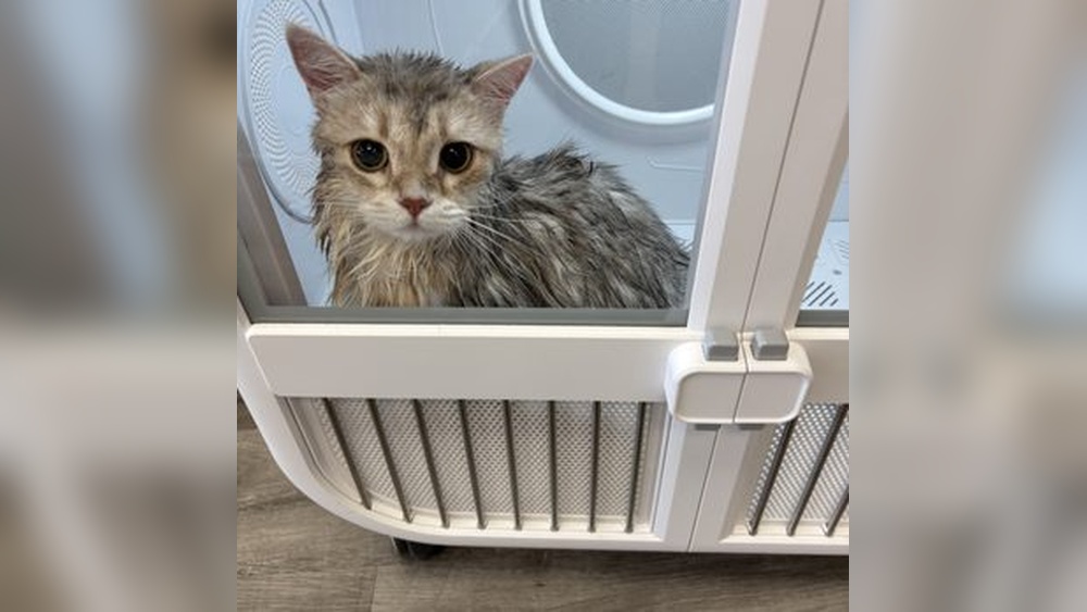 Who Grooms Cats near Me: Top Trusted Groomers Revealed!