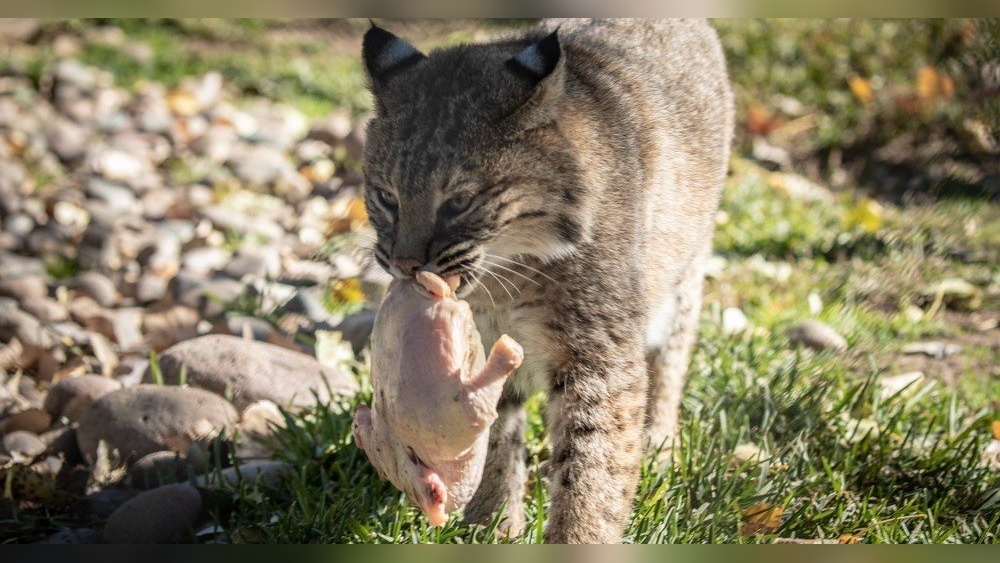 Who Will Help Me Groom Wild Cats in Las Vegas: Expert Tips Revealed