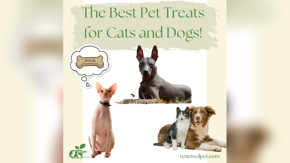 Why are Some Dog And Cat Breeds Hairless Canidae: Surprising Facts Revealed