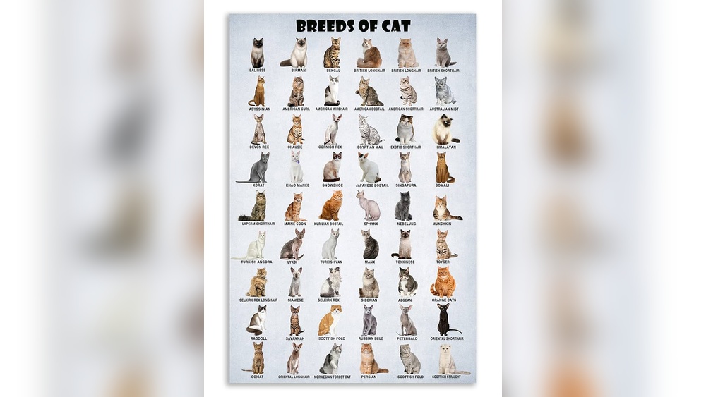 Why are There Different Breeds of Cats: Discover the Fascinating Reasons