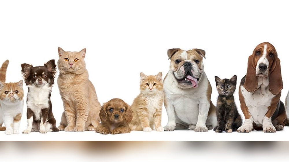 Why are There Different Breeds of Dogs And Cats: Unveiling Nature&rsquo;s Diversity