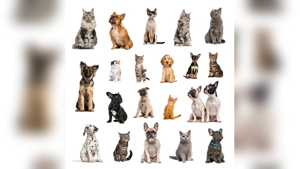 Why are There More Breeds of Dogs Than Cats: Uncovering the Truth