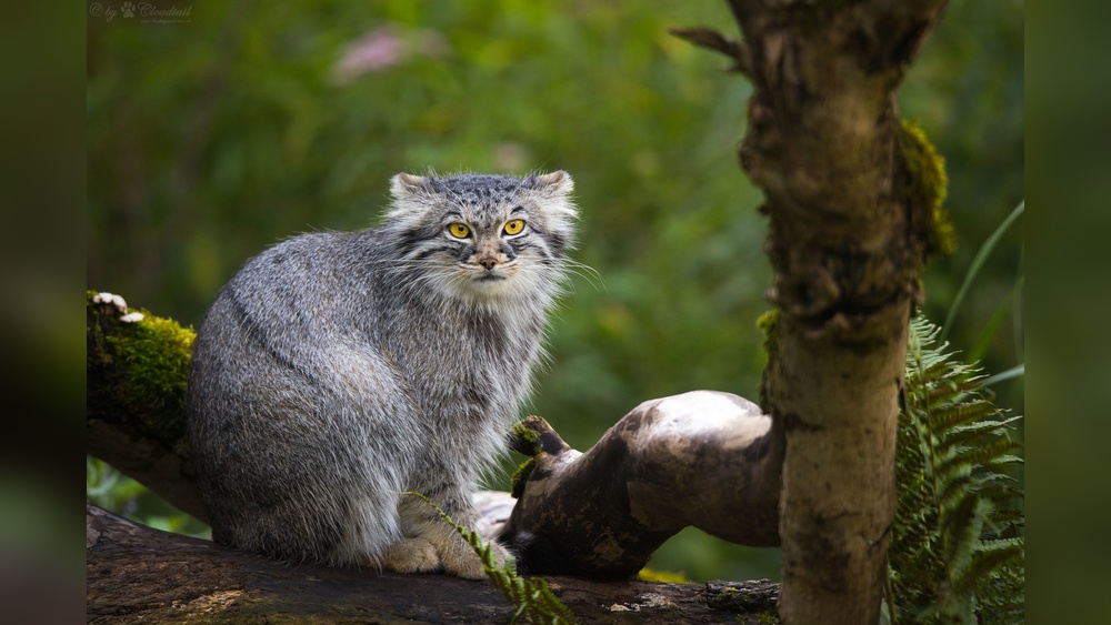 Why Arent Larger Breeds of Cats More Popular? Discover Why