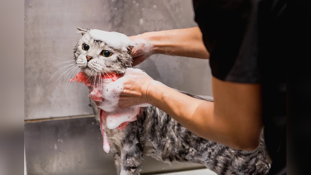 Why Bathe Groom Cats: Essential Tips for a Healthy Feline Coat