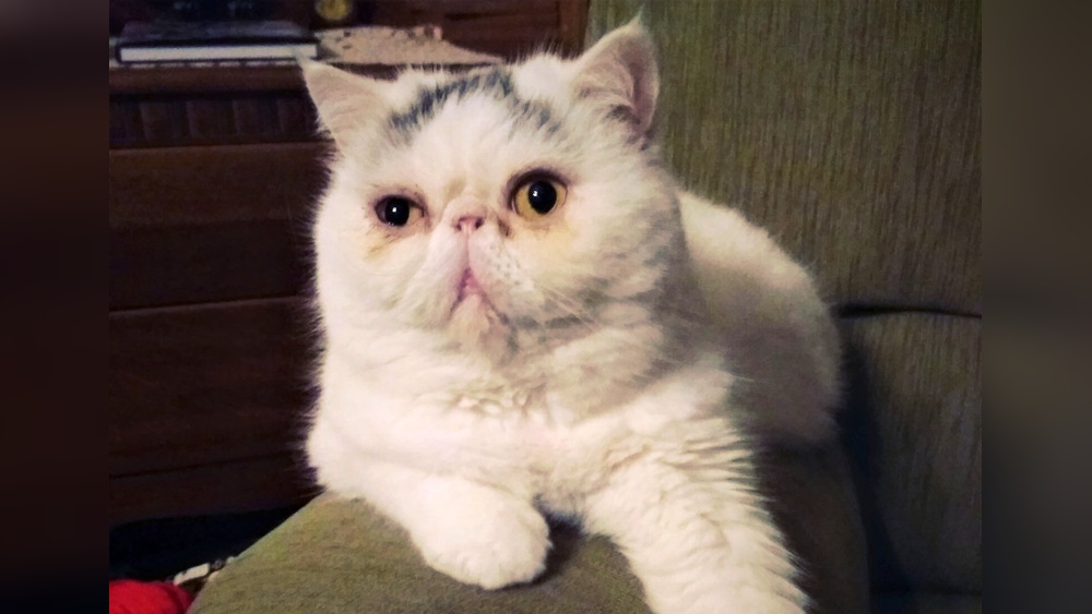 Why Breeding Cats is Bad: Shocking Truths You Must Know