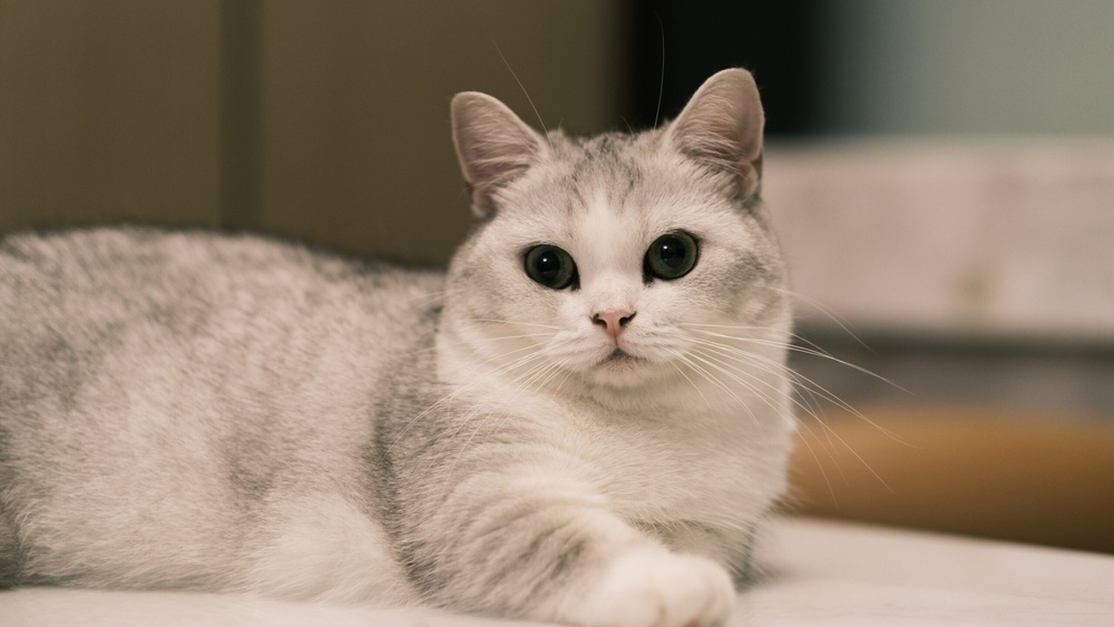 Why Breeding Munchkin Cats is Bad: Shocking Truths Revealed