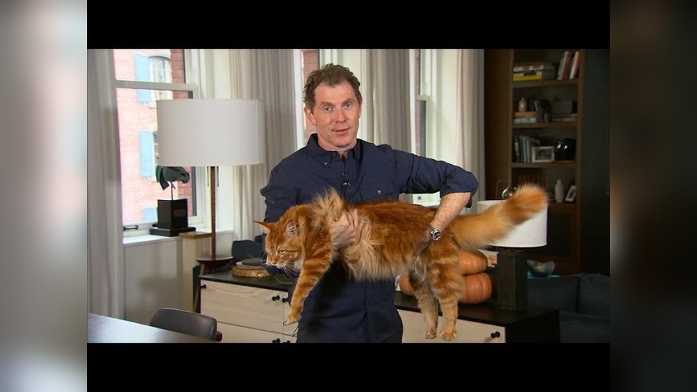 Why Can&rsquo;T I Find Bobby Flay&rsquo;S Cat Breeder: Secrets Revealed!