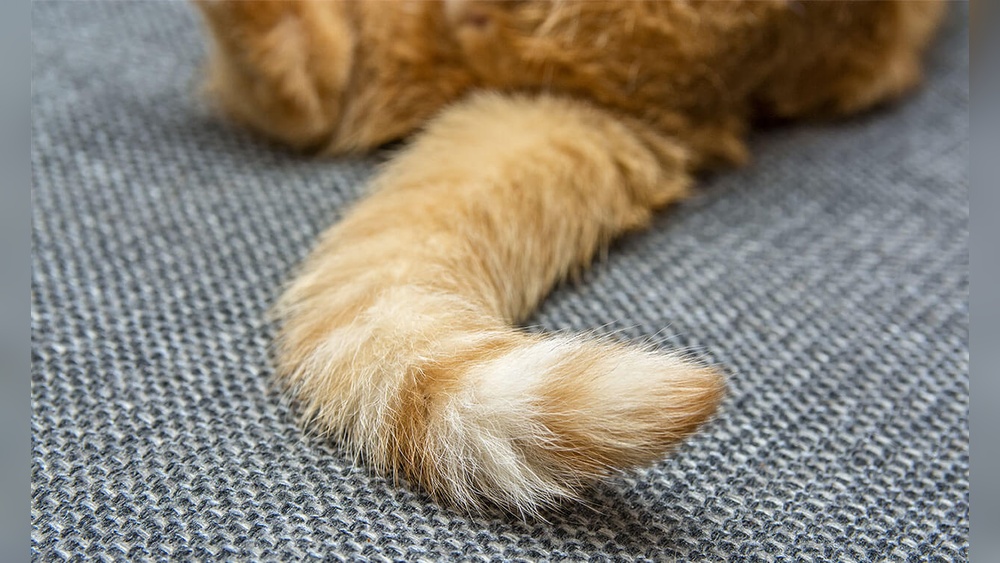 Why Cat Bite Tail Grooming: Uncover Surprising Reasons Today