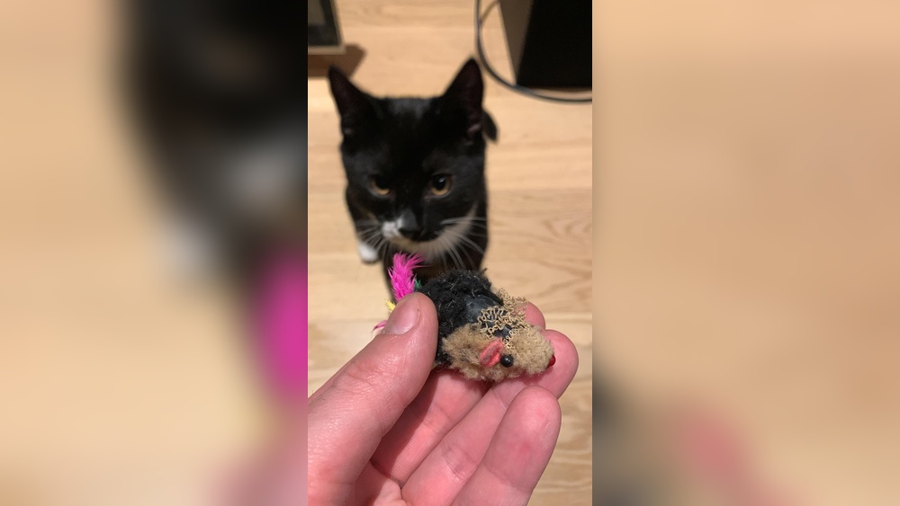 Why Cat Bring Me a Toy: Surprising Reasons Revealed!