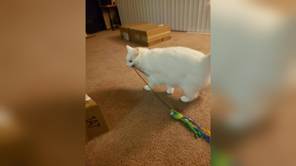 Why Cat Drags Toy And Meows: Uncover The Surprising Reasons