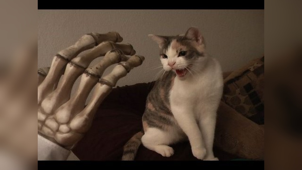 Why Cat Hiss at Toy: Surprising Reasons Explained Clearly