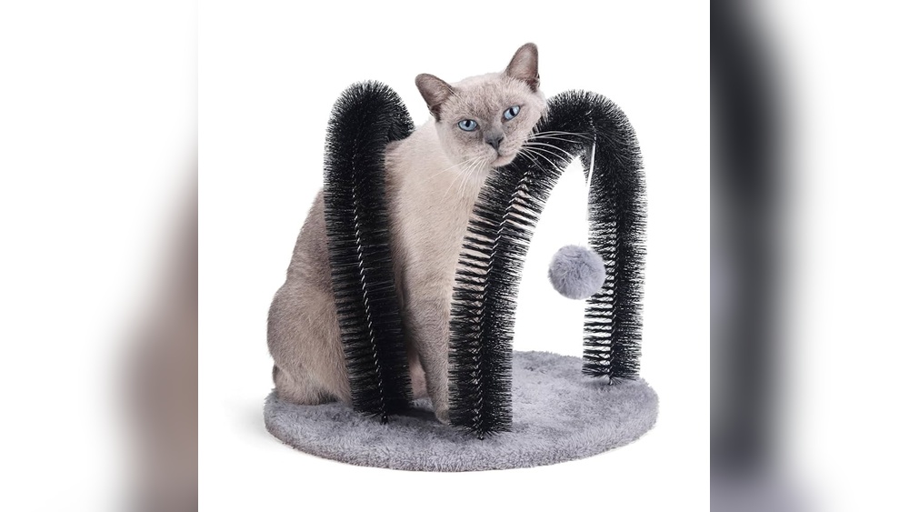 Why Cat is Not Grooming Back: Shocking Reasons Revealed