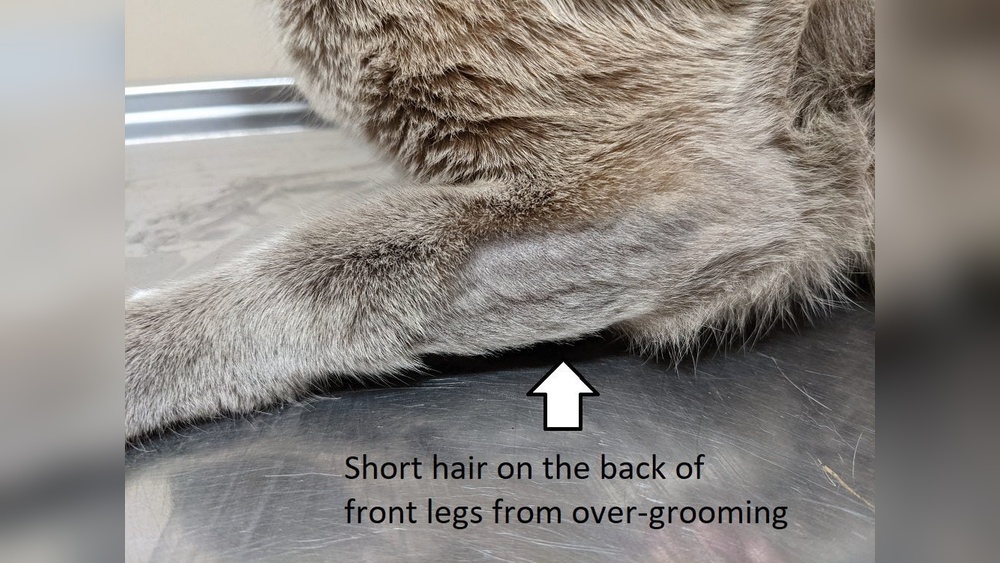 Why Cat Over Grooms: Top Reasons to Choose Feline Companions