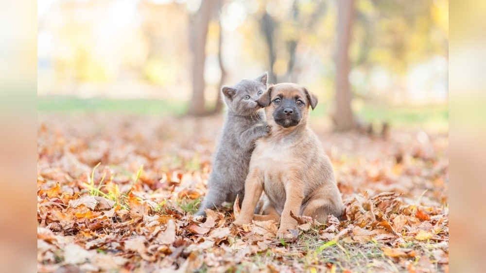 Why Cats Groom Dogs: Surprising Reasons Behind This Behavior
