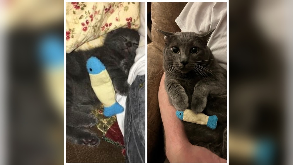 Why Cats Keep Putting Toys under Fridge: Surprising Reasons Explained