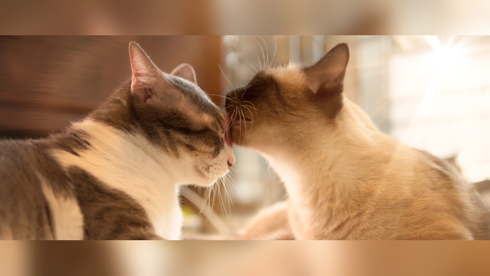 Why Di Cats Groom Each Other: Surprising Benefits Revealed