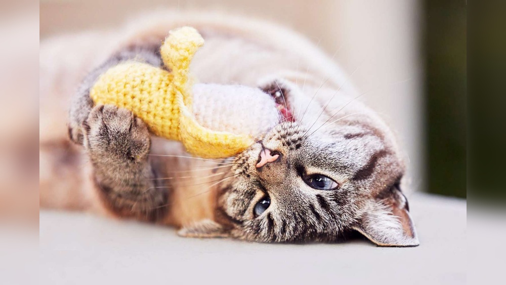 Why Do Cat Toys Have Catnip: Unlocking Feline Fun Secrets