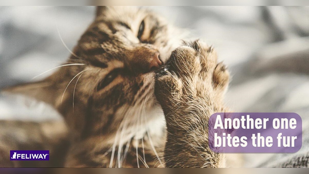 Why Do Cats Bit at Their Fur When They Groom: Surprising Reasons Explained