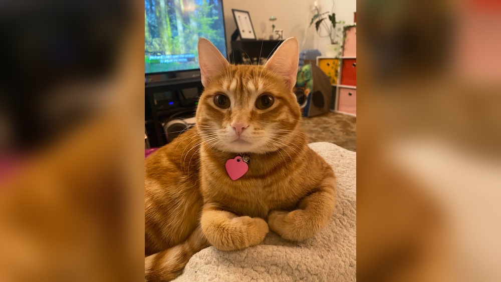 Why Do Cats Bite Themselves While Grooming: Surprising Reasons Revealed