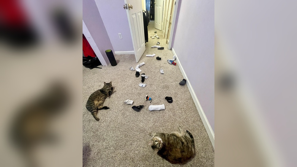 Why Do Cats Brings Toys Upstairs: Surprising Reasons Revealed