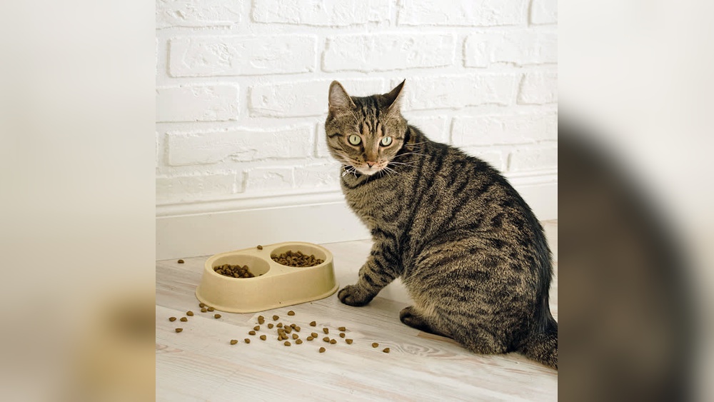 Why Do Cats Bury Their Toys: Surprising Reasons Uncovered