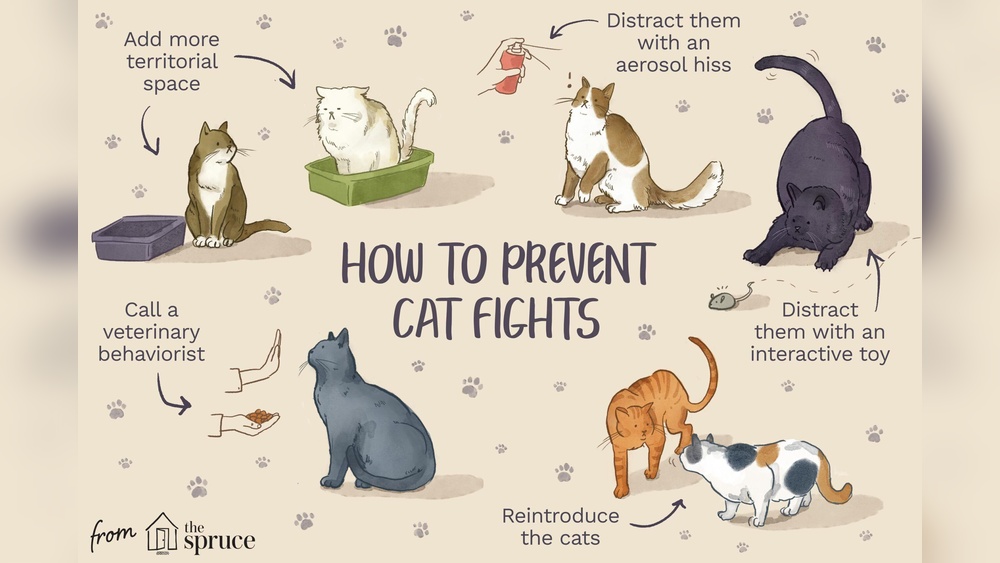 Why Do Cats Engage in Risky Behavior: Surprising Reasons Revealed