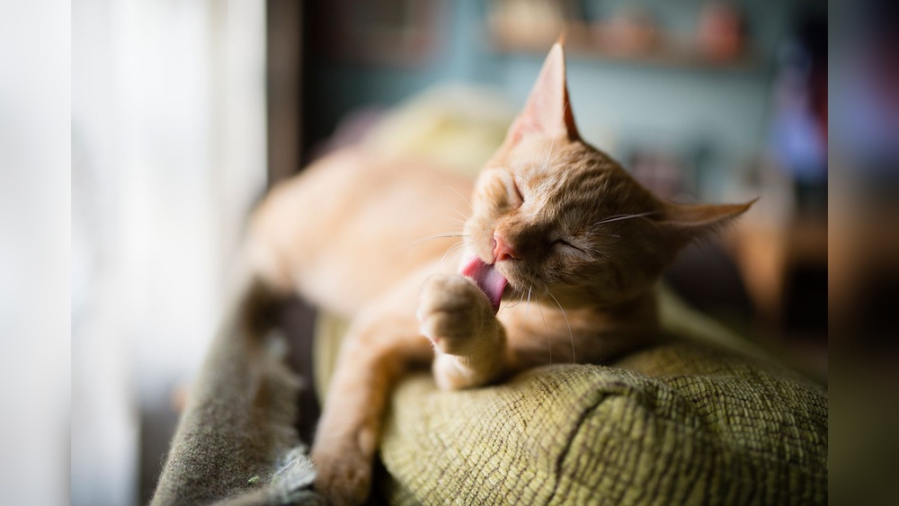 Why Do Cats Groom And Lick Themselves So Often: Surprising Reasons