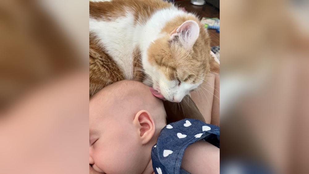 Why Do Cats Groom Babies: Surprising Reasons Revealed