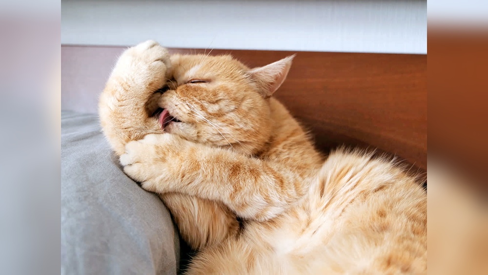 Why Do Cats Groom before They Sleep: Unveiling Feline Secrets