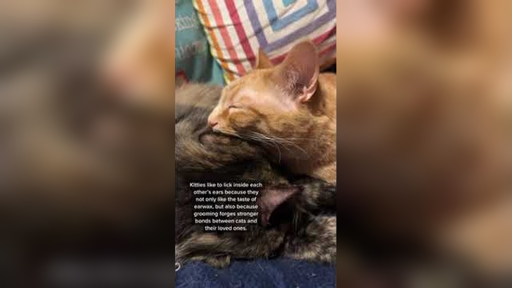 Why Do Cats Groom Each Others Ears: Surprising Reasons Revealed