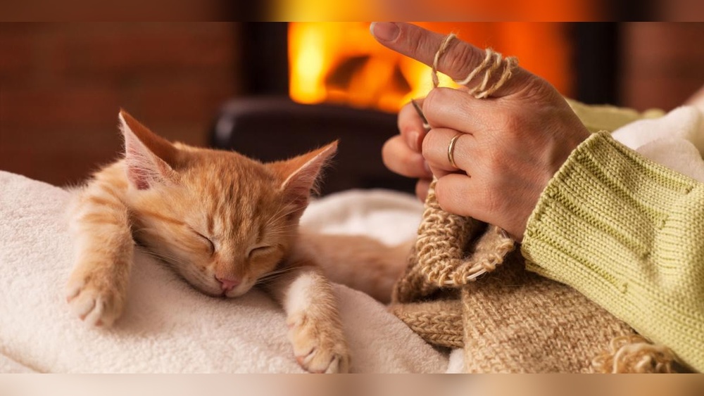 Why Do Cats Groom on Your Lap: Surprising Reasons Unveiled