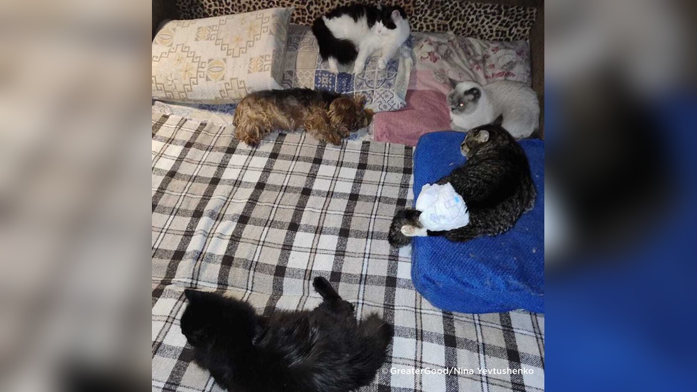 Why Do Cats Groom People& 39 : Surprising Reasons Explained