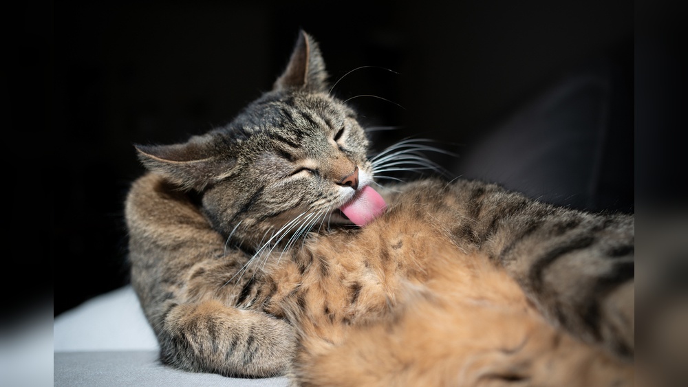 Why Do Cats Groom Their Belly Raw: Causes and Solutions Explained