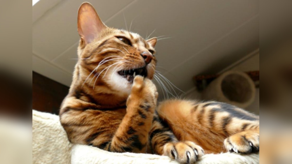 Why Do Cats Groom Their Nails: Surprising Reasons Explained