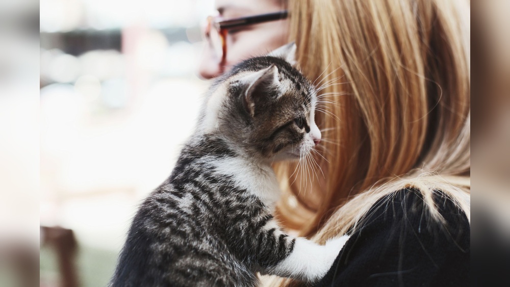 Why Do Cats Groom Their Owners Hair: Surprising Reasons Explained