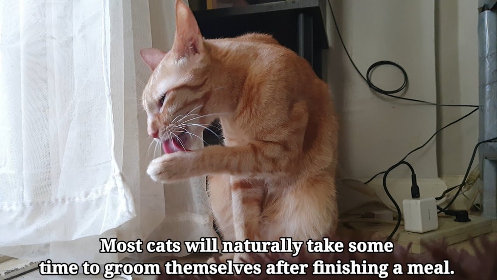 Why Do Cats Groom Themselves After They Eat: Surprising Reasons Explained