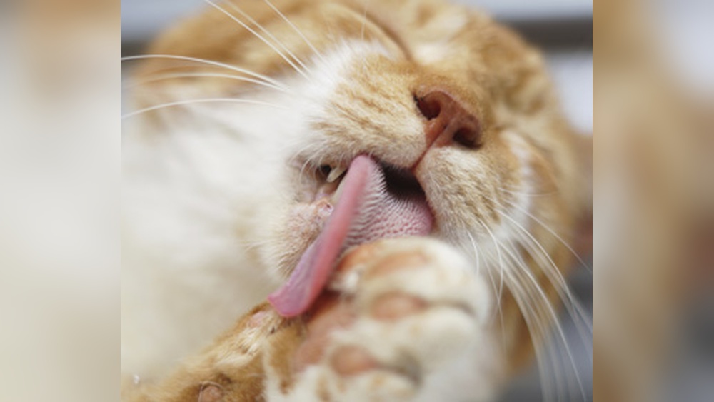 Why Do Cats Groom Themselves Excessively: Surprising Reasons Explained