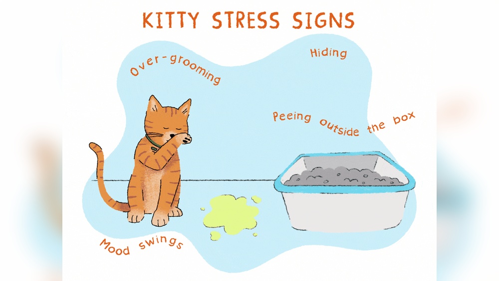 Why Do Cats Groom Themselves When Nervous: Surprising Reasons Explained