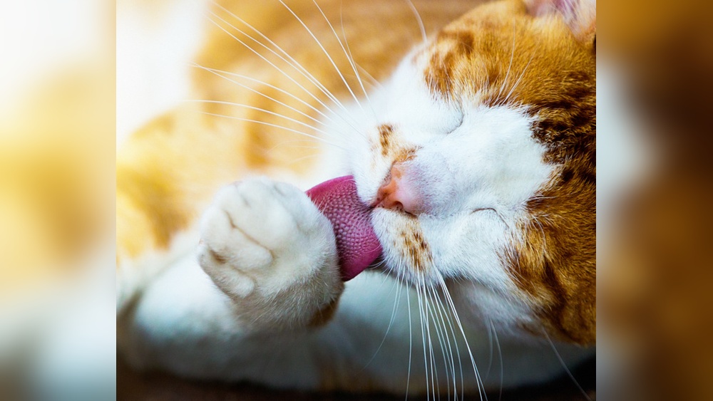 Why Do Cats Groom Themselves When You Pet Them: Surprising Reasons Revealed