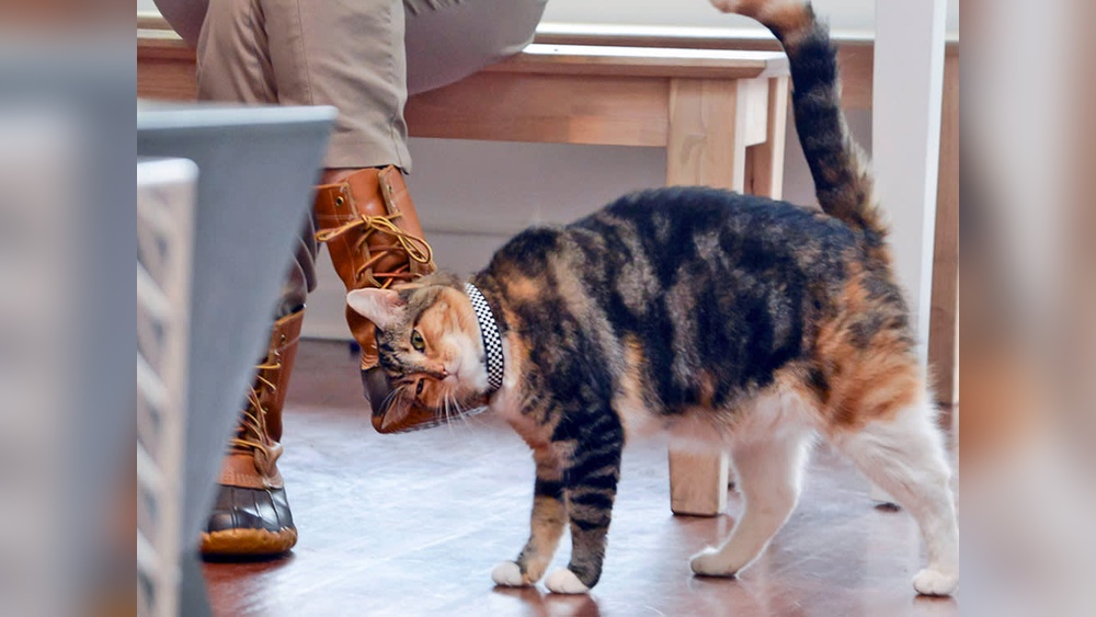 Why Do Cats Groom Themselves When You Rub Their Feet: Surprising Reasons Revealed