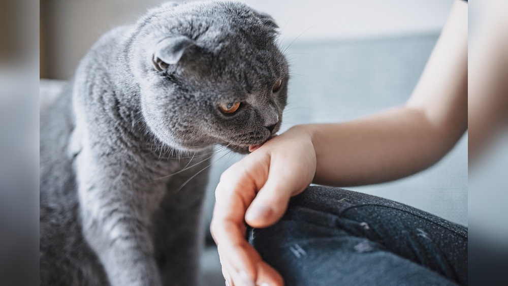 Why Do Cats Groom When You Rub Them: Surprising Reasons Explained