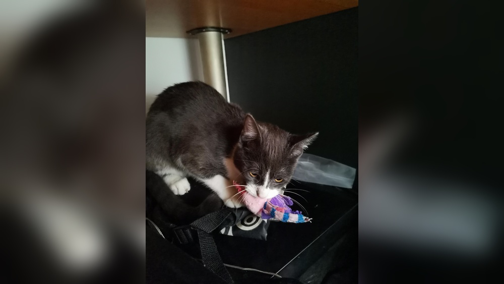 Why Do Cats Growl With Toy: Surprising Reasons Explained