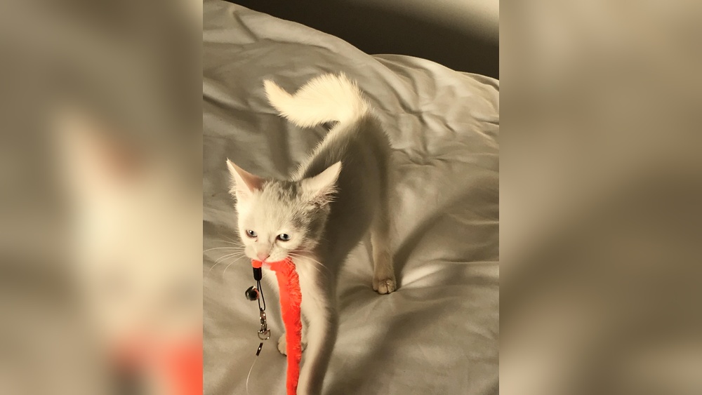Why Do Cats Have a Favorite Toy: Surprising Reasons Revealed
