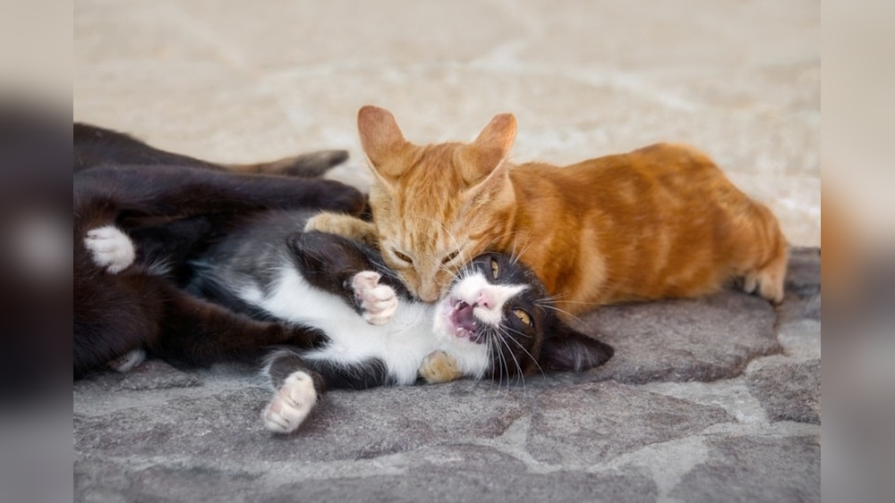 Why Do Cats Hold Throats Or Bite During Grooming: Surprising Reasons Revealed