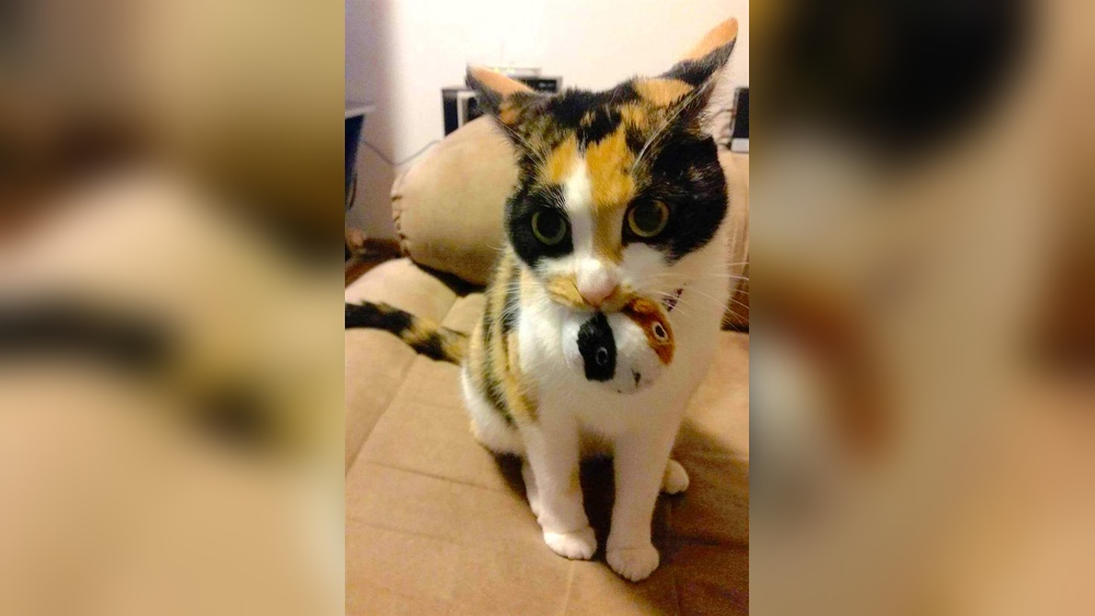 Why Do Cats Howl With a Toy in Their Mouth: Surprising Reasons Revealed