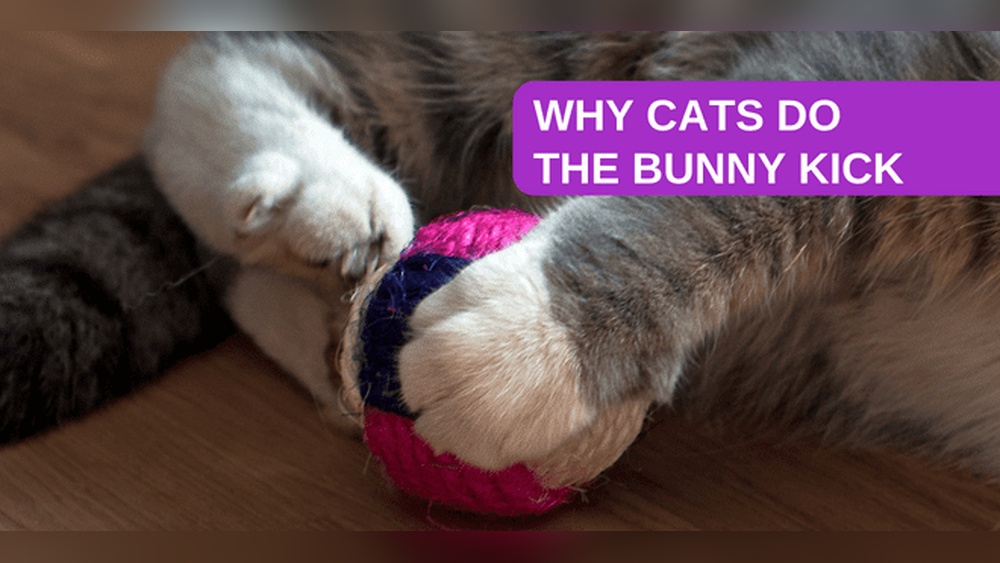 Why Do Cats Kick Toys With Their Back Feet: Surprising Reasons Explained