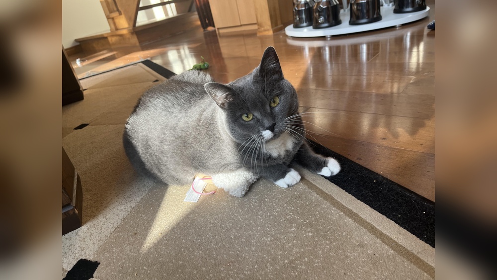 Why Do Cats Lay on Toys: Surprising Reasons Revealed