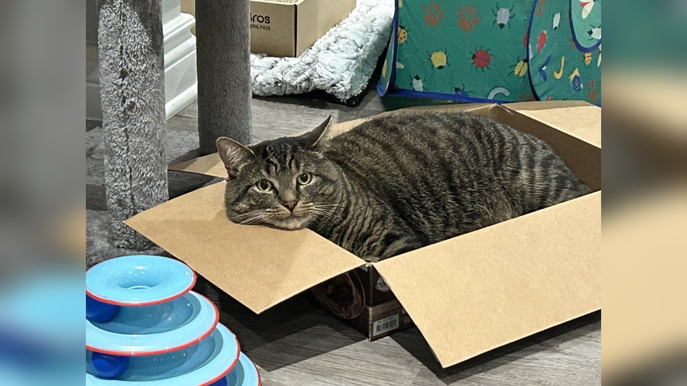 Why Do Cats Like Paper More Than Actual Toys: Surprising Reasons Revealed