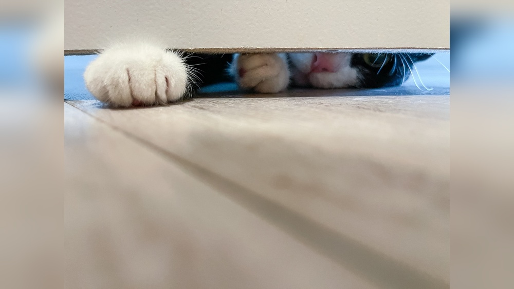 Why Do Cats Like to Put Toys under Doors: Surprising Reasons Revealed