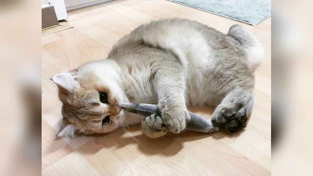 Why Do Cats Love Toys: Unveiling the Secret Joy Behind Play
